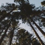 Postgraduate courses in Forestry